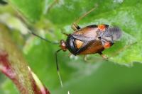 Deraeocoris ruber