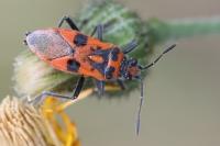 Corizus hyoscyami