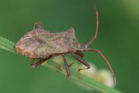 Coreus marginatus