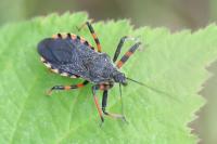 Rhynocoris annulatus