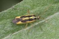 Stenotus binotatus