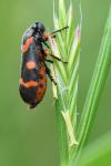 Cercopis intermedia