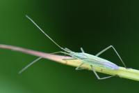 Megaloceroea recticornis