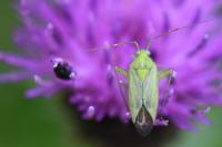 Closterotomus norwegicus