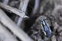 Stenotus binotatus