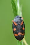 Cercopis intermedia
