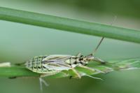Leptopterna dolabrata
