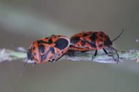 Eurydema ornata