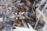 Beosus maritimus