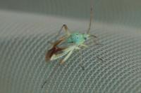 Closterotomus norwegicus