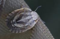 Eurygaster