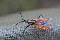 Leptopterna dolabrata