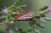 Graphosoma italicum