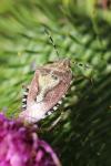 Dolycoris baccarum