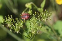 Graphosoma italicum