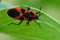 Tropidothorax leucopterus