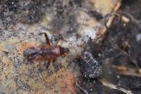 Phytocoris