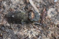 Ledra aurita