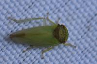 Iassus lanio