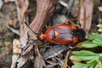 Deraeocoris ruber