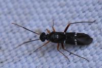 Globiceps sphaegiformis