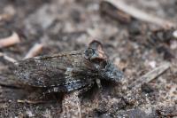 Ledra aurita