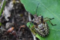 Pentatoma rufipes