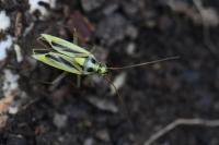 Stenotus binotatus