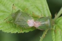 Palomena prasina
