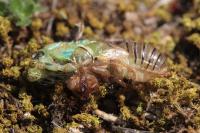 Cicadetta