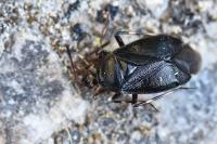 Deraeocoris trifasciatus