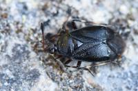 Deraeocoris trifasciatus