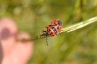 Eurydema ornata