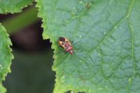 Corizus hyoscyami