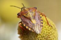 Carpocoris purpureipennis