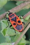 Pyrrhocoris apterus