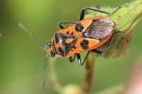 Corizus hyoscyami