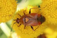 Deraeocoris ruber