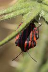 Graphosoma italicum