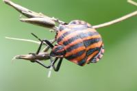 Graphosoma italicum