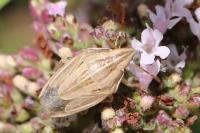 Aelia acuminata