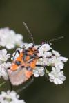 Corizus hyoscyami