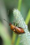 Deraeocoris ruber