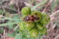 Lygus pratensis