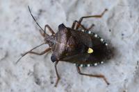 Pentatoma rufipes