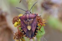 Carpocoris purpureipennis