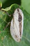 Philaenus spumarius
