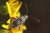 Stictopleurus punctatonervosus
