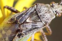 Stictopleurus punctatonervosus