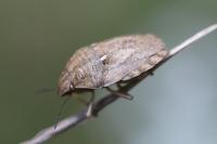 Eurygaster maura